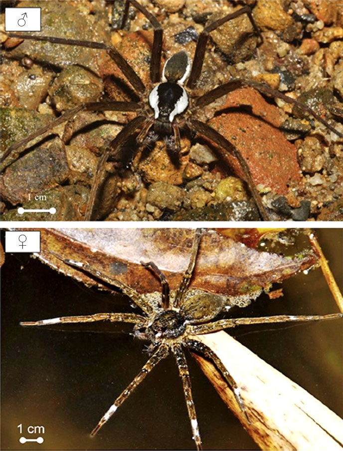 Рис. 1. Самец и самка паука-рыболова Dolomedes raptor («Химия и жизнь» №8, 2020)