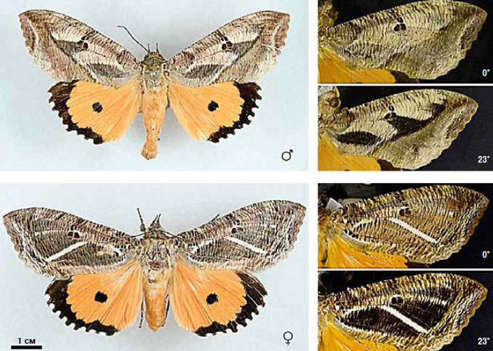 Рис. 3. Самец и самка ночной бабочки Eudocima materna («Химия и жизнь» №8, 2020)