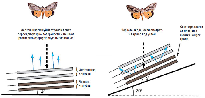 Рис. 5. Узор на крыльях Eudocima materna зависит от угла зрения («Химия и жизнь» №8, 2020)