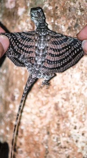 «Крылья» индокитайского летучего дракона (Draco indochinensis) («Природа» №8, 2016)