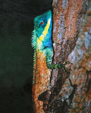 Усатый калот (Calotes mystaceus) («Природа» №8, 2016) 