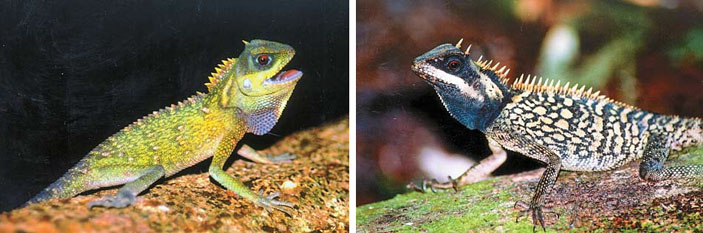 Зеленая гребненосная ящерица (Acanthosaura capra) и кардамонская гребненосная ящерица (A. cardamomensis) («Природа» №8, 2016)