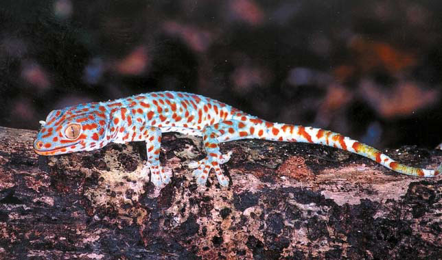 Геккон токи (Gekko gecko) («Природа» №8, 2016)