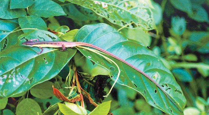 Шестилинейчатая долгохвостка (Takydromus sexlineatus) («Природа» №8, 2016) 