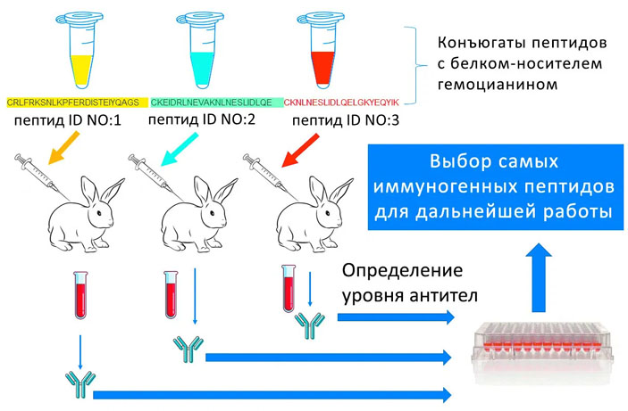 Рис. 3. Скрининг пептидов у кроликов («Троицкий вариант» №6, 2021)