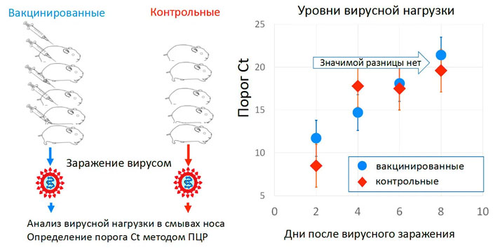 Рис. 4. Изучение протективности «ЭпиВакКороны» на хомяках («Троицкий вариант» №6, 2021)
