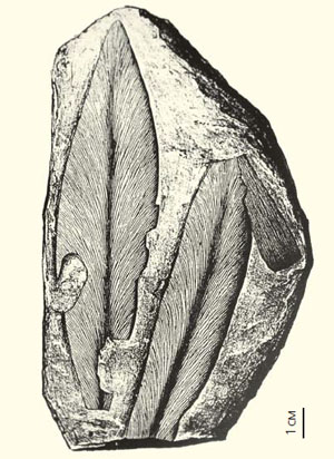 Листья Zamiopteris glossopteroides из нижнепермских отложений Тунгусского бассейна («Природа» №7, 2020)
