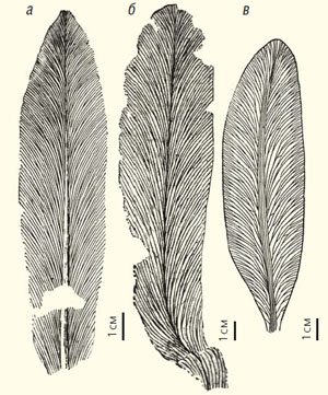 Листья пурсонгий из работ М. Д. Залесского («Природа» №7, 2020)