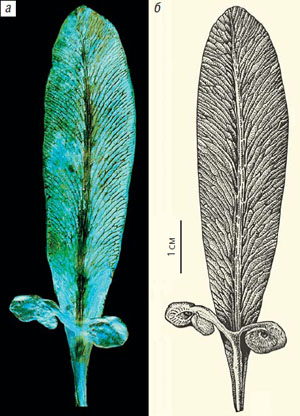 Реконструкция расположения семеносного органа Partha sp. на листе Glossopteris sp. («Природа» №7, 2020)
