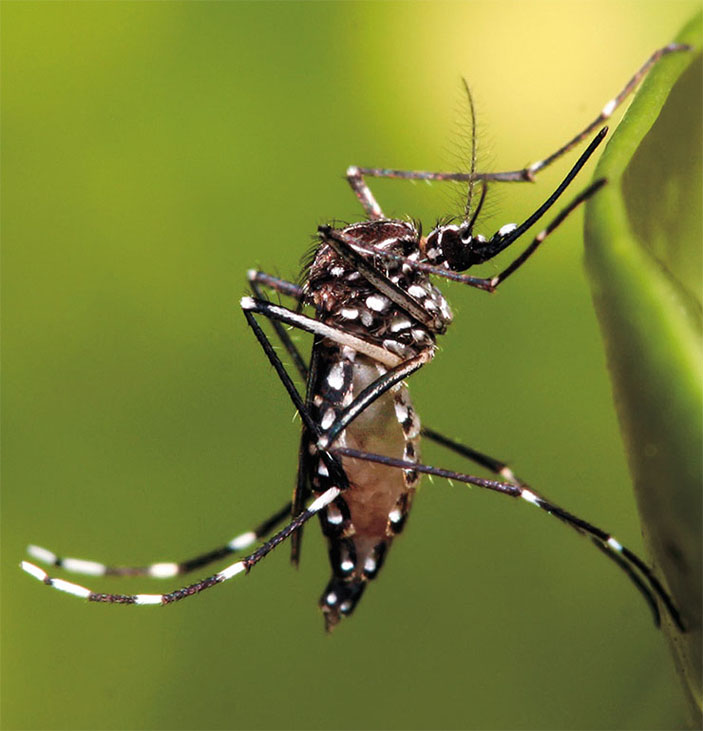Комар рода Aedes (© Creative Commons) («Наука из первых рук» №1(73), 2017)