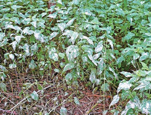 Экскременты серой цапли на листьях крапивы под гнездами колонии («Природа» №5, 2018)