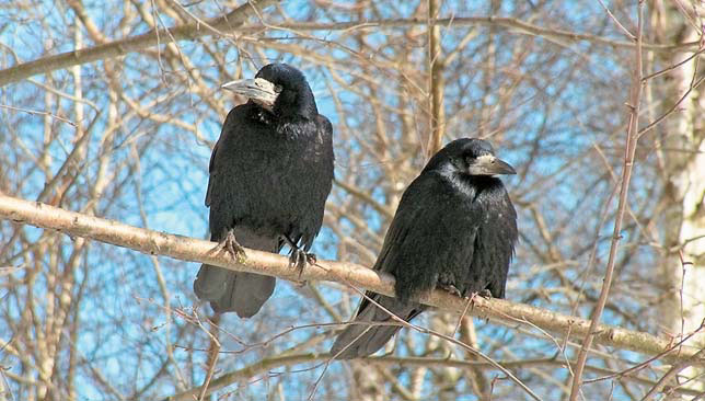 Грачи («Природа» №5, 2018)