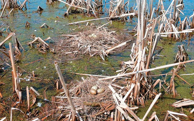 Гнезда чаек («Природа» №5, 2018)