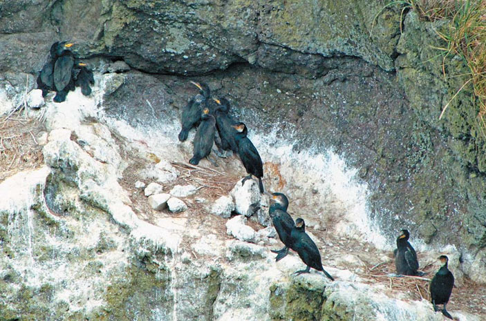 Колония японских бакланов («Природа» №5, 2018)
