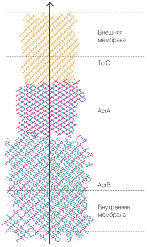 Помпа множественной лекарственной устойчивости кишечной палочки — AcrAB-TolC («Коммерсантъ Наука» №5, июль 2017)
