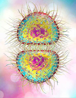 Диплококк из рода Neisseria  («Коммерсантъ Наука» №5, июль 2017)
