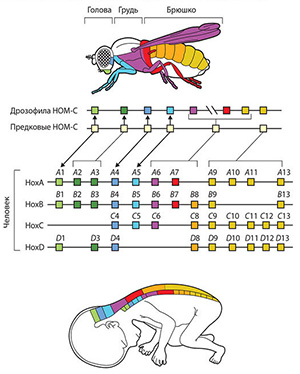 Hox-гены помогают зародышу понять, где будет голова, а где хвост