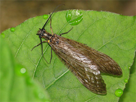 <i>Parachauliodes japonicus</i>