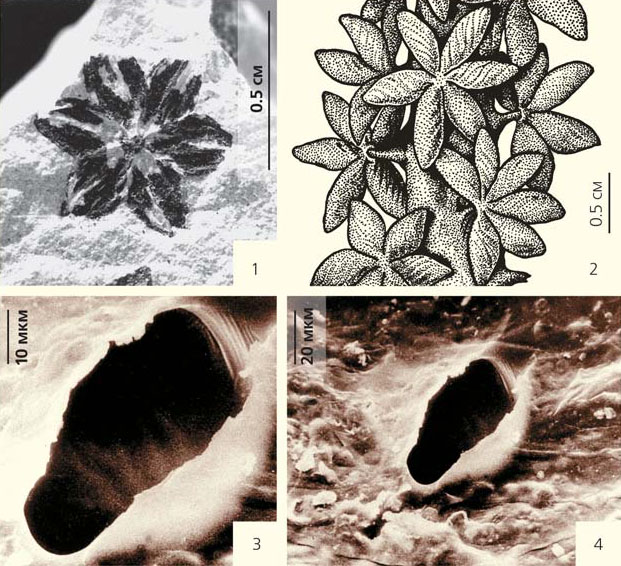 Мужские фруктификации Permotheca spp. («Природа» №3, 2017) 