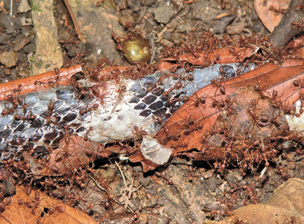 Муравьи-ткачи едят крайта