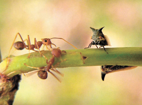 Муравьи и цикады-горбатки