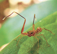 Паук, мимикрирующий под муравья