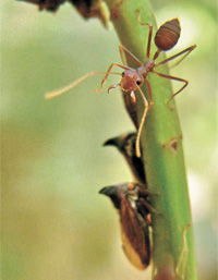 Защитник «стада»