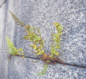 Рис. 3 («Квант» №9, 2018)