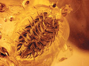 Инклюз с равноногим ракообразным, вид с вентральной стороны («Природа» №8, 2020)