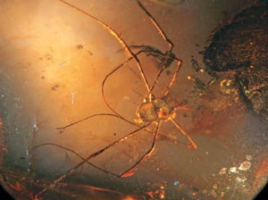 Инклюз с сенокосцем — представителем отряда Opiliones («Природа» №8, 2020)