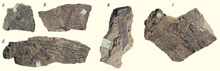 Ископаемая флора, обнаруженная летом 2019 г. между поселками Приморье и Лесное («Природа» №8, 2020)