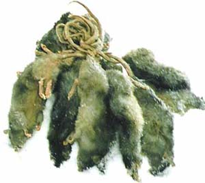 Крысиный король из Сару