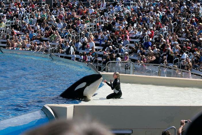 Косатки в океанариуме («Коммерсантъ Наука» №33, август 2019) 