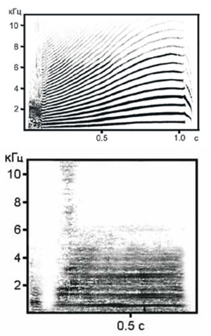 Сонограммы близкодистантных криков косаток («Коммерсантъ Наука» №33, август 2019)