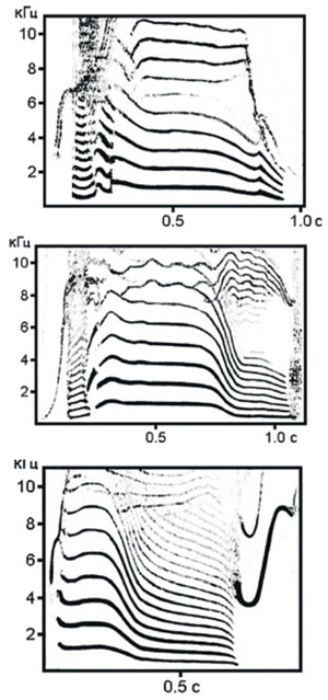 Сонограммы дальнедистантных криков косаток («Коммерсантъ Наука» №33, август 2019)