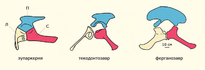Тазовые кости некоторых групп «ящеротазовых» пресмыкающихся («Природа» №5, 2016)