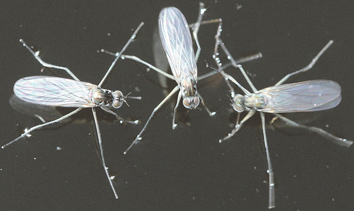 2. H. praecox на поверхностной пленке воды («ТрВ» №9(253), 08.05.2018)