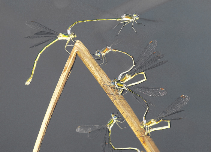 5. Скопление тандемов люток Lestes virens («ТрВ» №9(253), 08.05.2018)