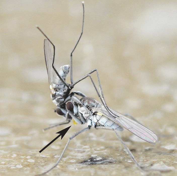 6. Самец H. praecox отнимает у самки пойманную той личинку (личинка видна как желтый пузырек, на который указывает стрелка) («ТрВ» №9(253), 08.05.2018)