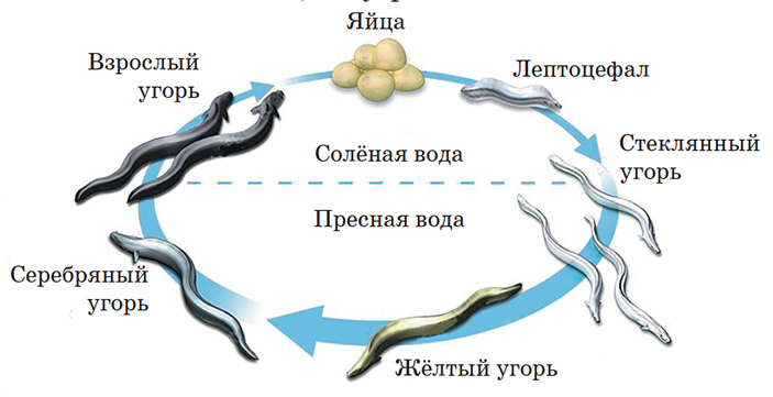 Загадка угрей 1