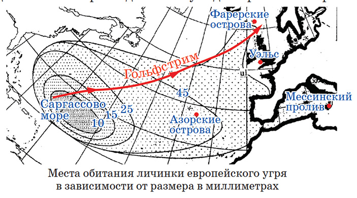 Загадка угрей 2