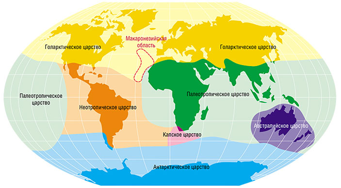 Охарактеризуйте флористические царства их особенности и расположение