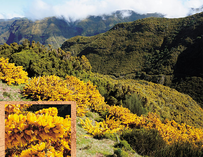 Аденокарпусы и дроки на Мадейре («Наука из первых рук» №5/6(85), 2019) 