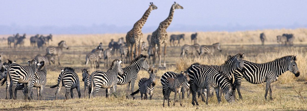 Рядом с жирафами зебры чувствуют себя в безопасности