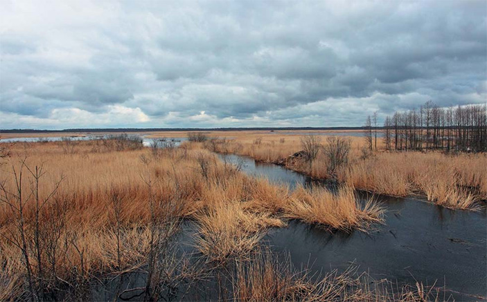 Водно-болотные угодья в заказнике Раковые озера 