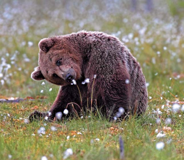 Медведь бурый