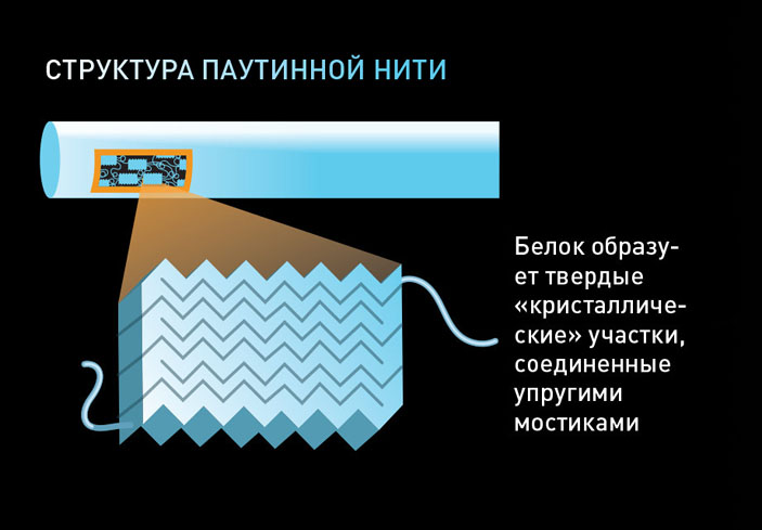 Структура паутинной нити («Популярная механика» №11, 2017)