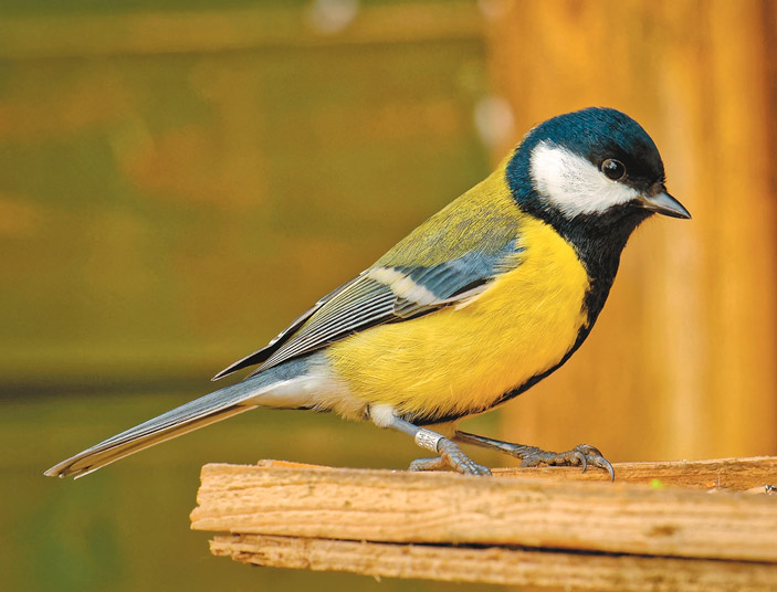 Большая синица <i>Parus major</i> (ТрВ №1(220), 17 января 2017 г.)