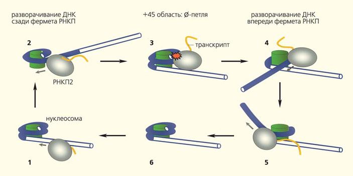 Рис. 3. Схема возможного механизма «выживания» нуклеосом при транскрипции РНК-полимеразой 2 («Природа» №11, 2017) 