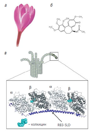 Рис. 2. Безвременник осенний, молекула колхицина и схема его взаимодействия с «закрученными» димерами тубулина («Природа» №8, 2020)